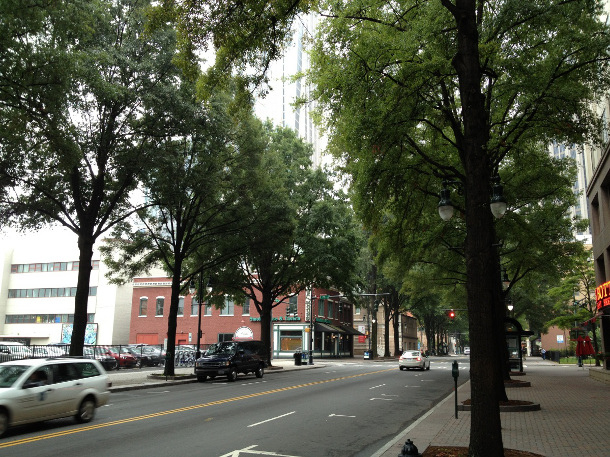 28 year old trees in suspended pavement in Charlotte, NC 北卡罗来纳州夏洛特市悬挂人行道上的28年树龄的树木